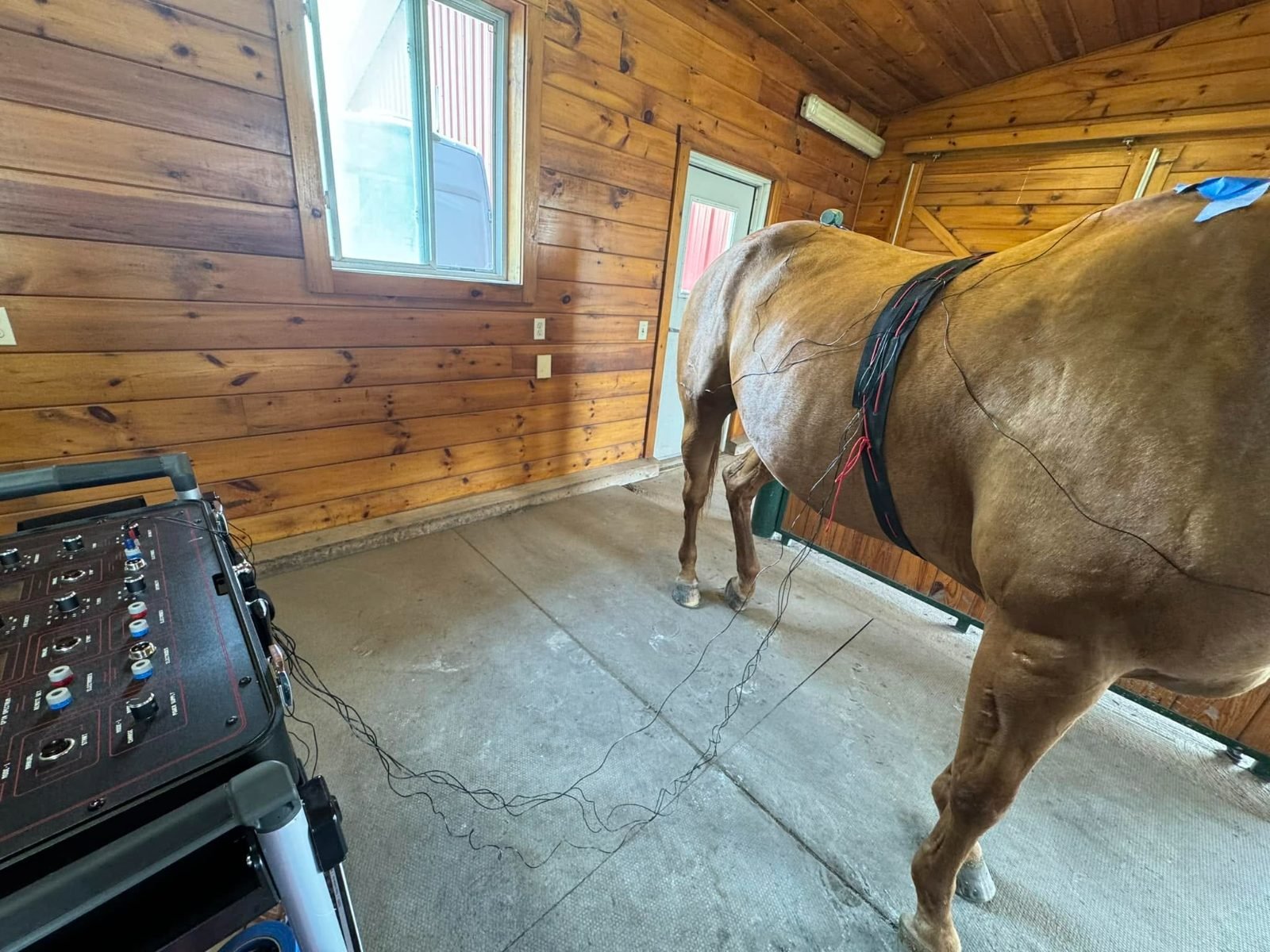 Electro-Equiscope Therapy for Horses