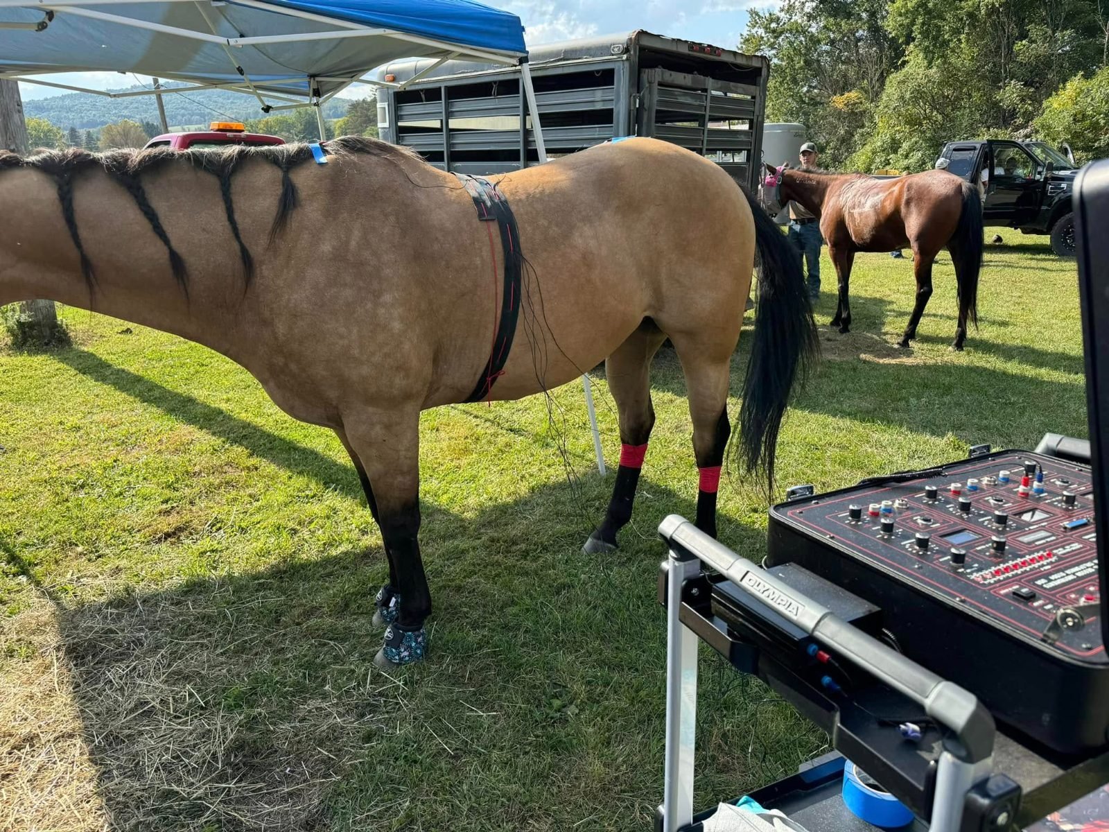 Performance Horse Wellness Sessions